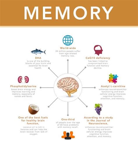 Understanding the Brain and Memory