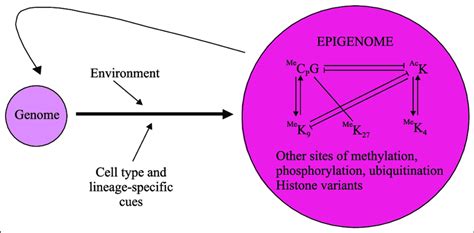 From Genome To Epigenome Relatively Finite Coding Capacity Of The