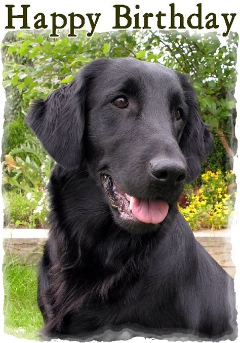 £189 Gbp Flatcoat Retriever Dog Design A6 Textured Birthday Card