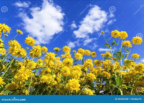 Rudbeckia Laciniata Against Blue Sky Stock Photo Image Of Beautiful