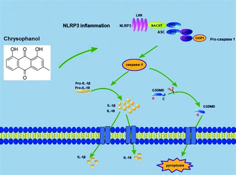 Schematic Illustration Of This Study Findings Chrysophanol Treatment