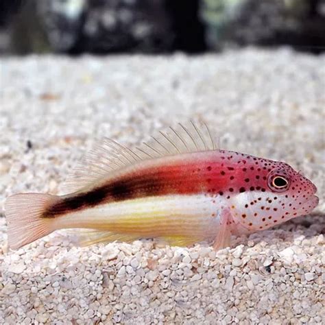 Pez Marinos Alcon Pecoso Freckled Hawkfish Peceras Acuarios