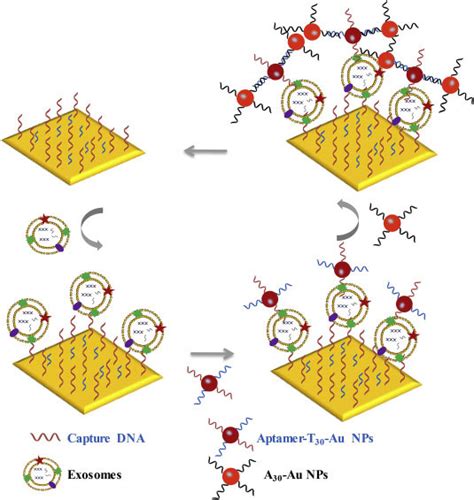 Direct Quantification Of Cancerous Exosomes Via Surface Plasmon Resonance With Dual Gold