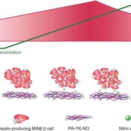 General Schematic Summary Of The Study Abbreviation PA YK NO Nitric