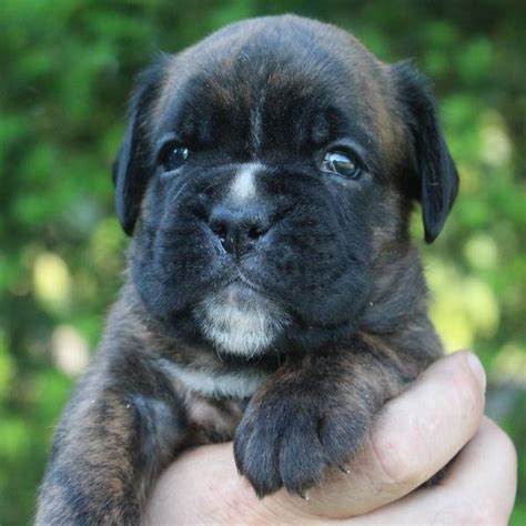 Boxer Puppies for sale | Nordom German Boxers Kennel | Breeding Boxers