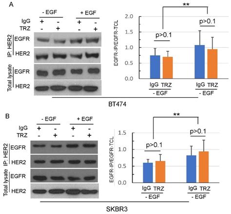 A Novel Mechanism Underlying The Inhibitory Effects Of Trastuzumab On