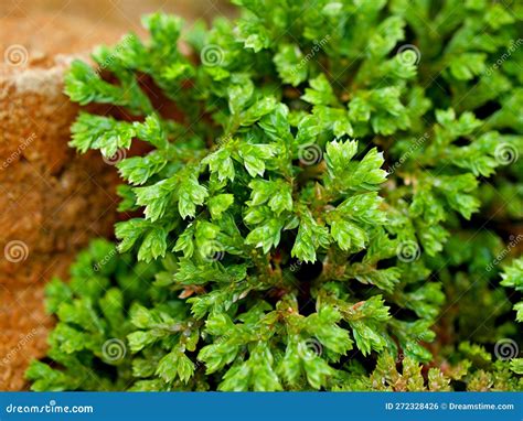 Green Plant Azolla Filiculoides Pacific Mosquito Fern American Water