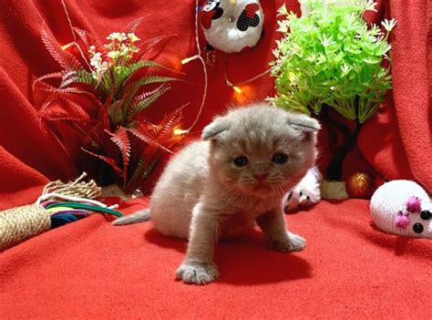 Orijinal Top Kafa Scottish Fold Yavrumuz Sahibim Net