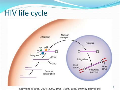 Hiv Life Cycle Stages