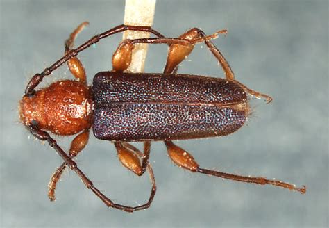 Brown Fir Longhorned Beetle Found - Mauget