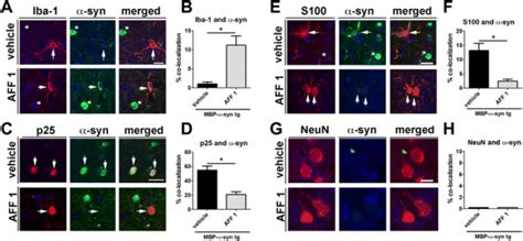 Immunization with AFF 1 increases microglial α syn clearance in