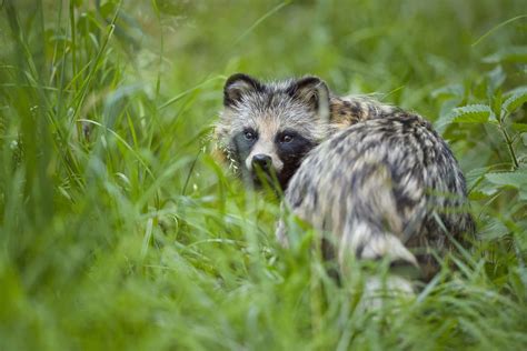 Tanuki Dog