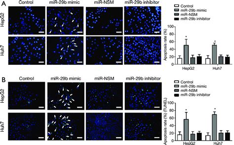 Mir B Overexpression Promotes Apoptosis In Hcc Cells Control