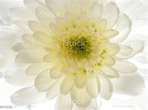 Close Up Of White Chrysanthemum Flower Stock Photo Download Image Now