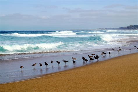 Beach Birds Waves Free Photo On Pixabay Pixabay