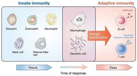 Innate Immunity Vs Acquired Immunity Adaptive Immunity Biology