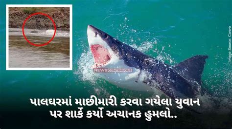 Shark Attack A Young Man Who Went Fishing In Palghar Was Suddenly