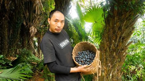 Harvesting Palm Fruit Goes To The Market Sell Sumatra S Instincts