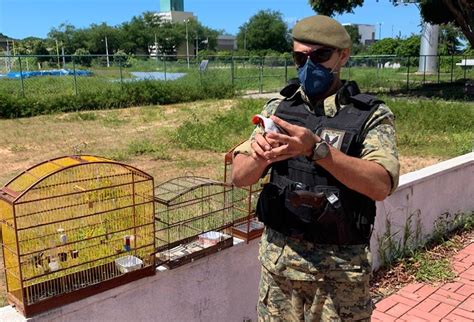 Natal Rn Guardas Municipais Resgatam P Ssaros Nas Feiras Livres Nos