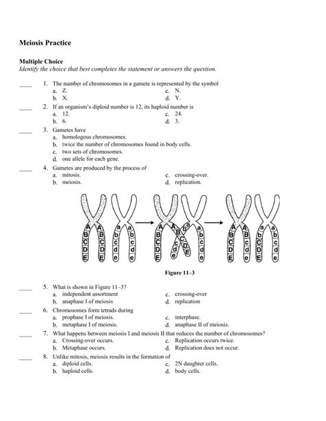 Meiosis Practice