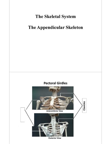 Skeleton Slides The Skeletal System The Appendicular Skeleton