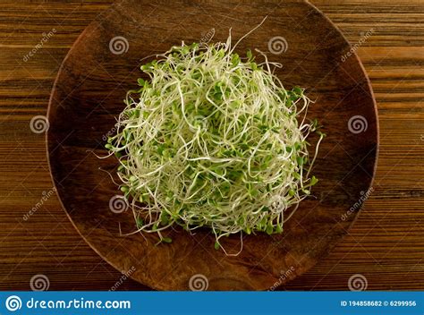 Red Clover Sprouts Micro Green Healthy Eating Concept Stock Photo