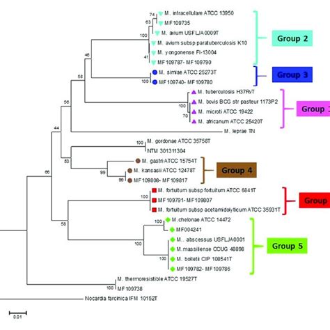 Rpobc Sequence Based Phylogenetic Tree Of The Clinical Isolates Of Download Scientific