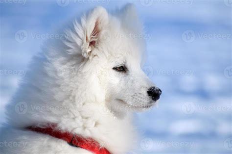 Samoyed dog 705777 Stock Photo at Vecteezy