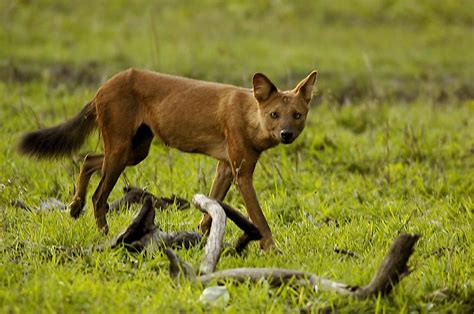 Dhole The Life Of Animals