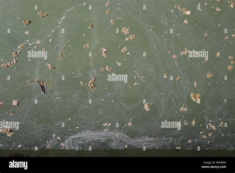 Pond Scum Hi Res Stock Photography And Images Alamy