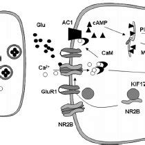 The Up Regulation Of Ampa And Nmda Nr B Receptors In The Acc After