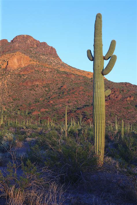 Sonoran Desert Scene With Saguaro Photograph By George Grall