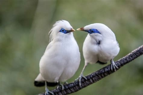 Jalak Bali Burung Cantik Dari Pulau Dewata Loker Bali Info Blog