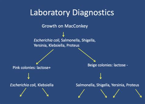 Micro Gram Negative Rods Enterics Flashcards Quizlet