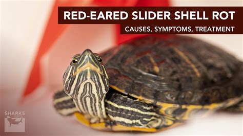 Red Eared Slider Shell Rot Causes Symptoms Treatment Sharksinfo