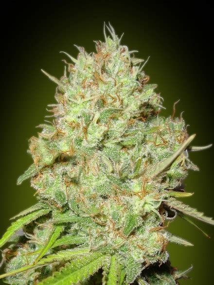 Shark Widow Seme Femm Advanced Seeds Santaplanta Grow Shop