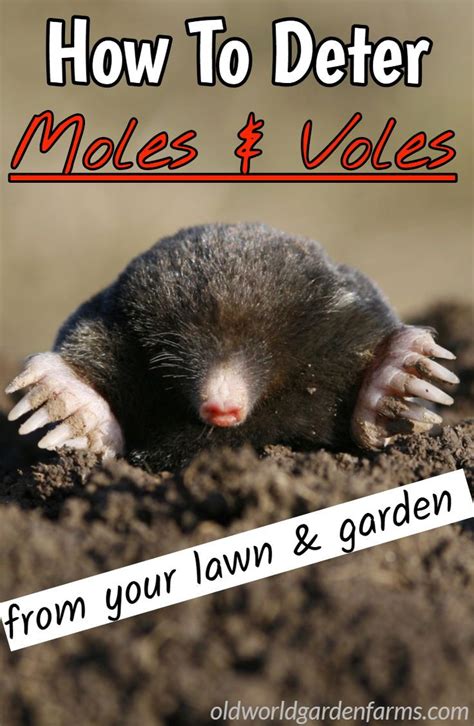 How To Keep Ground Moles Out Of Your Yard Naturally And Voles Too Artofit