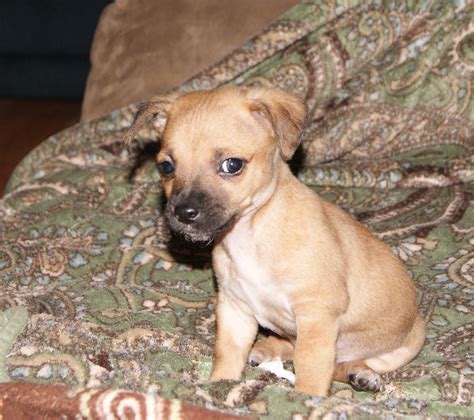 ChiWeenie | Chiweenie dogs, Chiweenie, Chiweenie puppies