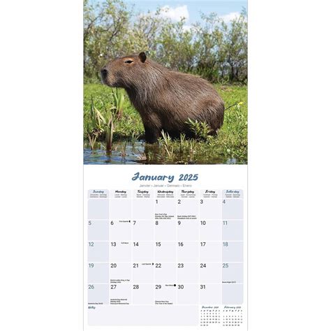 Capybara Kalender Kopen Eenvoudig En Snel Online Besteld