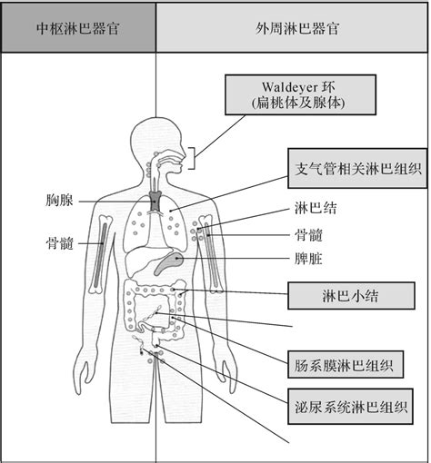 免疫系统免疫学与免疫制剂挂云帆