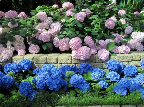 Эффектная клумба с сиреневой и голубой гортензией | Flores