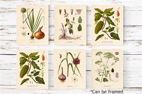 Vintage Botanical Wall Art Unframed Six Cottagecore Prints Etsy