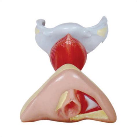 Internal And External Female Genital Organs Models At Best Price In