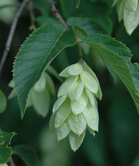 American Hop Hornbeam Sacramento Tree Foundation