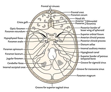 Middle Cranial Fossa – Earth's Lab