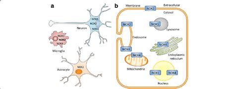 Cellular And Subcellular Expression Of NADPH Oxidase Catalytic Subunits