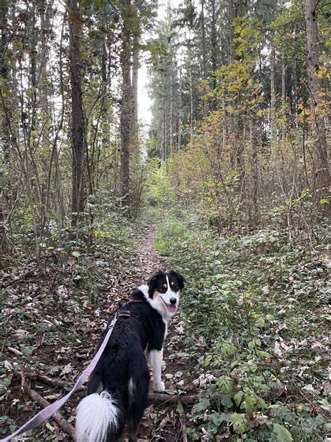 #9 – External motivators: the (dog) bird-cow dynamic! – PhilGs-Blog