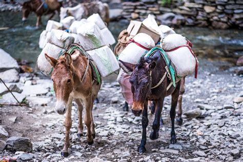 Walk For Working Donkeys — Animal Aid Abroad