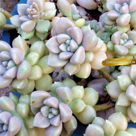 How To Root Sedum Cuttings Succulent Plants Uk