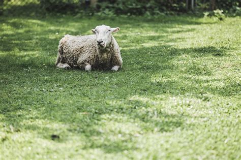 High Res Sheep Laying In Grass Picture — Free Images